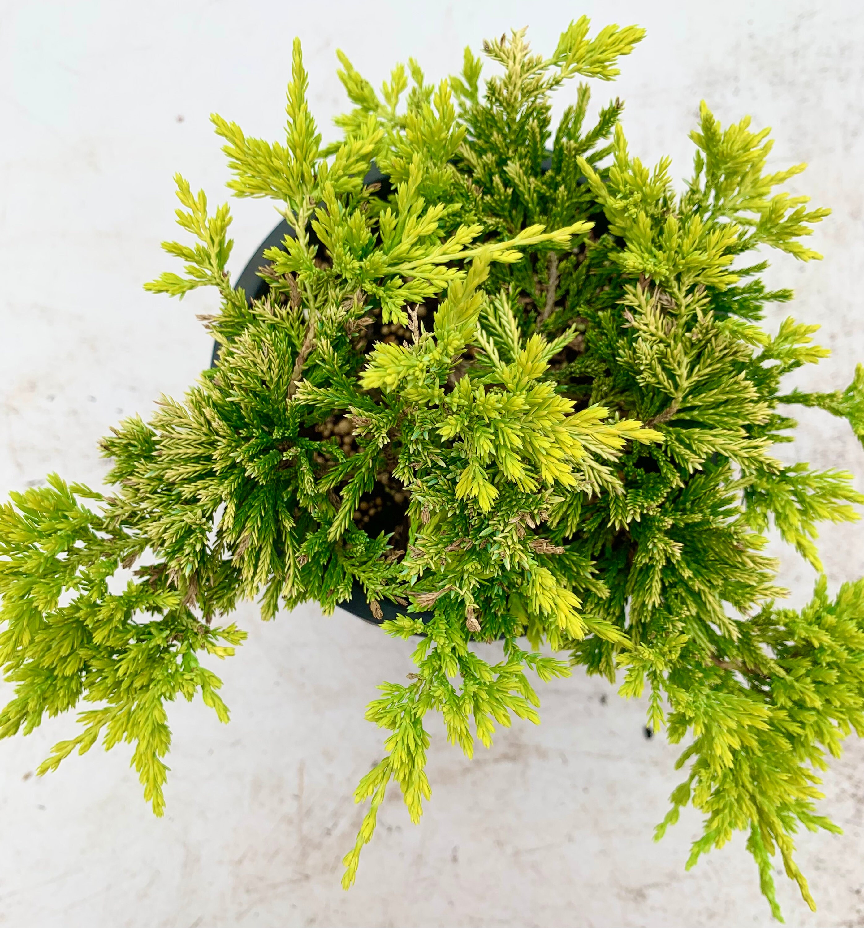 Juniperus Horizontalis 'golden Wiltonii' golden Wiltonii Creeping