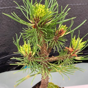 Pinus mugo 'Sunshine' Sunshine Mugo Pine afbeelding 3