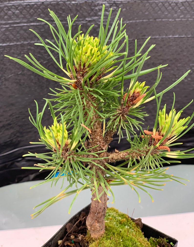 Pinus mugo 'Sunshine' Sunshine Mugo Pine afbeelding 3