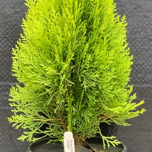 Thuja orientalis 'Morgan' Morgan Oriental Arborvitae image 2