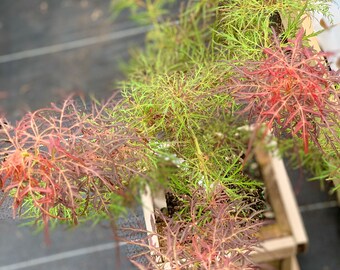 Acer palmatum 'Baby Lace' (Baby Lace Japanese Maple)