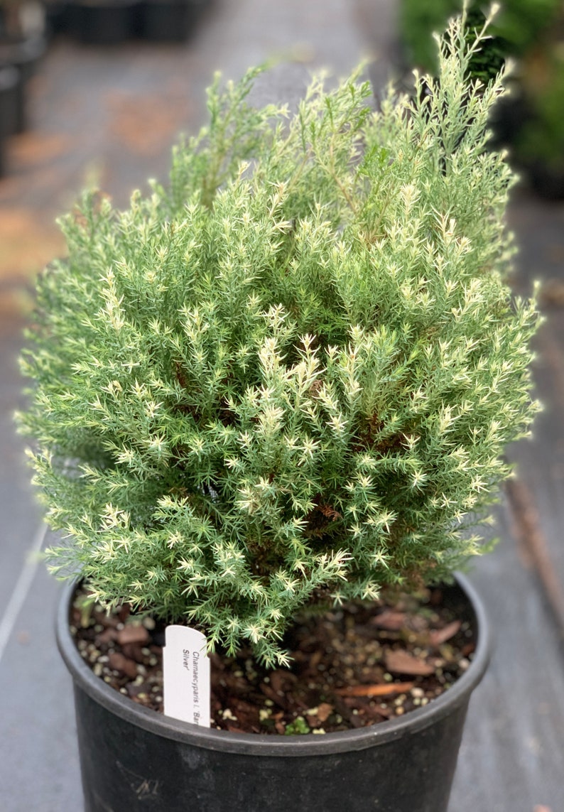 Chamaecyparis lawsoniana 'Barry's Silver' Barry's Silver Lawson Cypress image 4