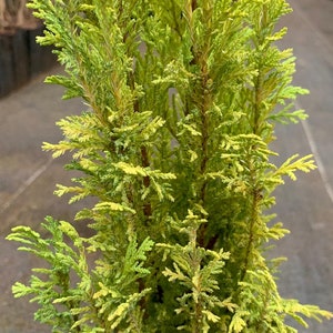 Chamaecyparis lawsoniana 'Spring Time' Spring Time Port Orford Cedar image 1