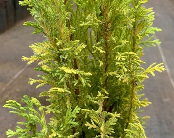 Chamaecyparis lawsoniana 'Spring Time' (Spring Time Port Orford Cedar)