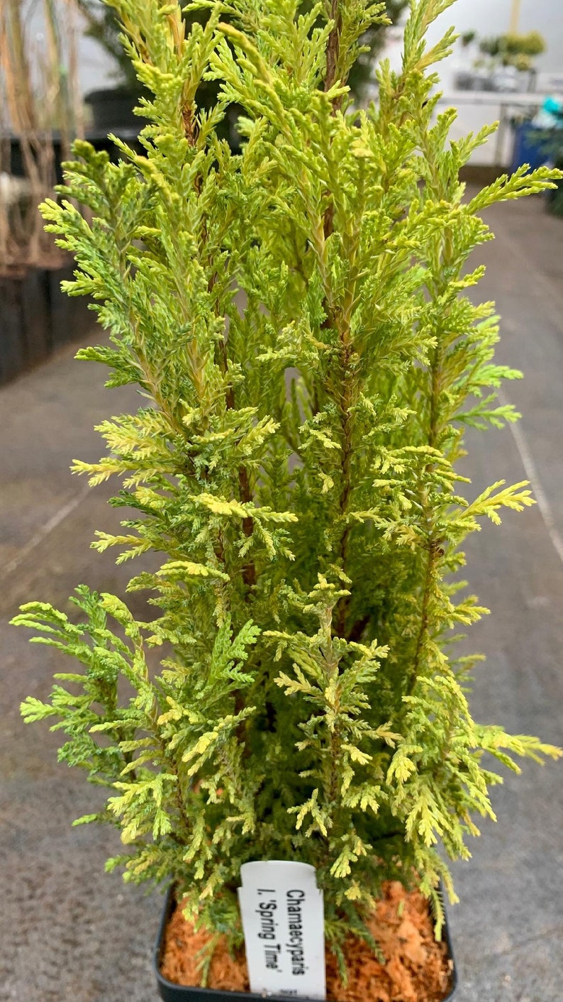 Chamaecyparis lawsoniana 'Spring Time' Spring Time Port Orford Cedar image 1