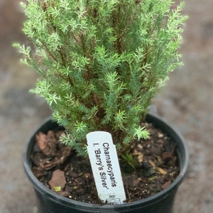 Chamaecyparis lawsoniana 'Barry's Silver' Barry's Silver Lawson Cypress image 1