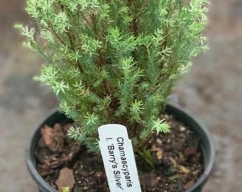 Chamaecyparis lawsoniana 'Barry's Silver' (Barry's Silver Lawson Cypress)