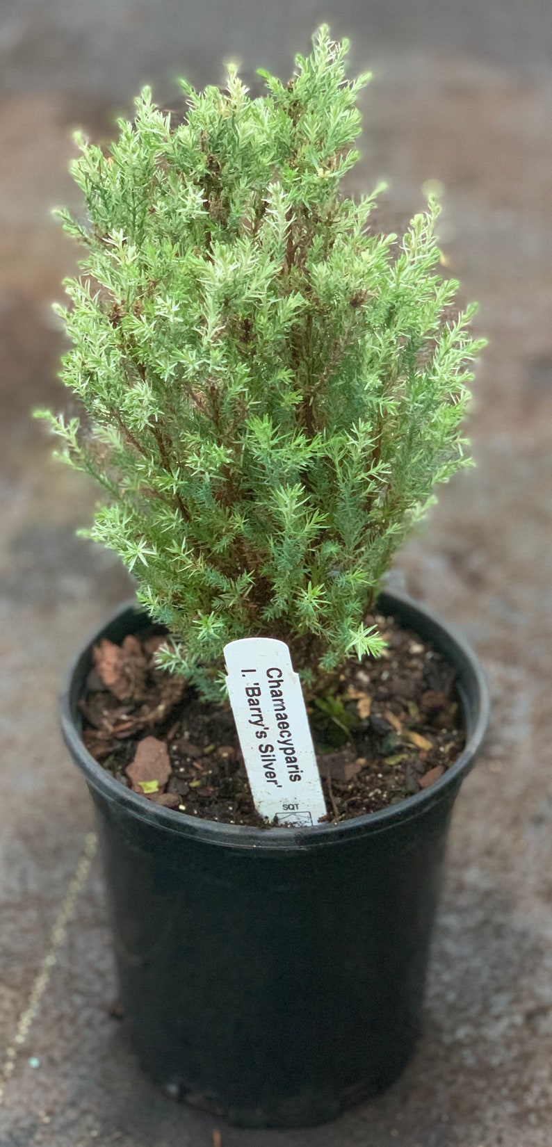 Chamaecyparis lawsoniana 'Barry's Silver' Barry's Silver Lawson Cypress image 1