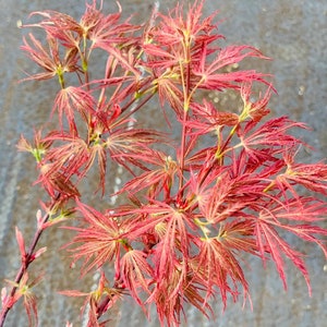 Acer palmatum 'Scarlet Princess' Scarlet Princess Japanese Maple image 6