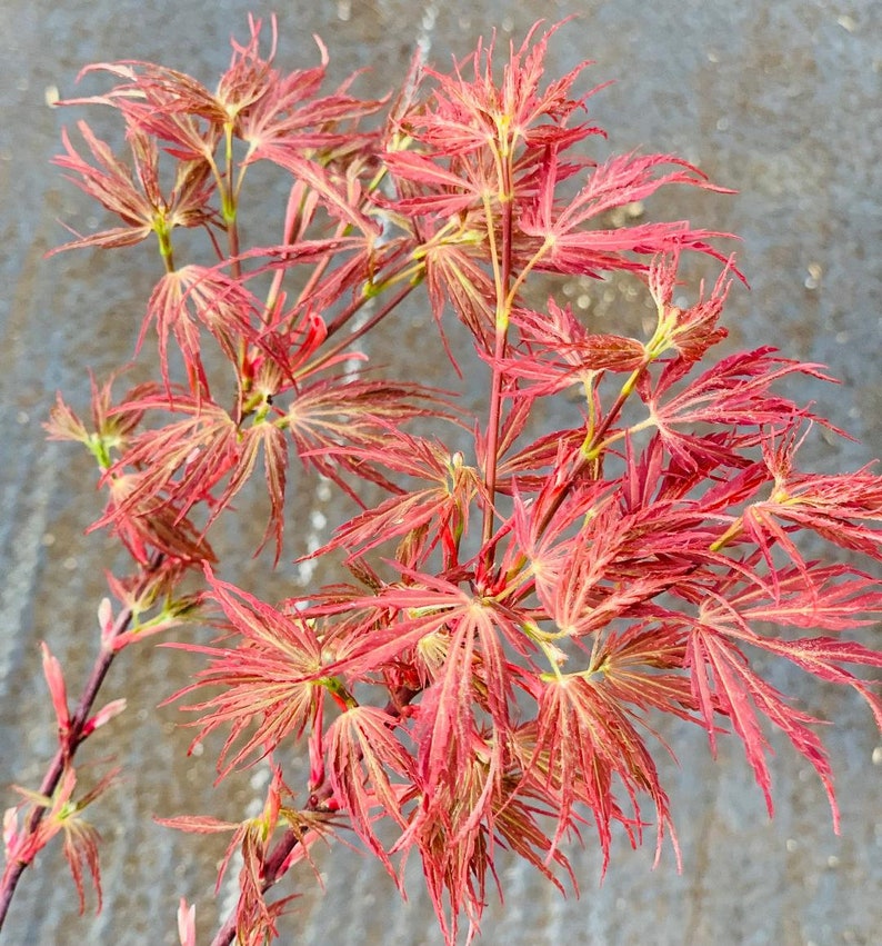 Acer palmatum 'Scarlet Princess' Scarlet Princess Japanese Maple image 6