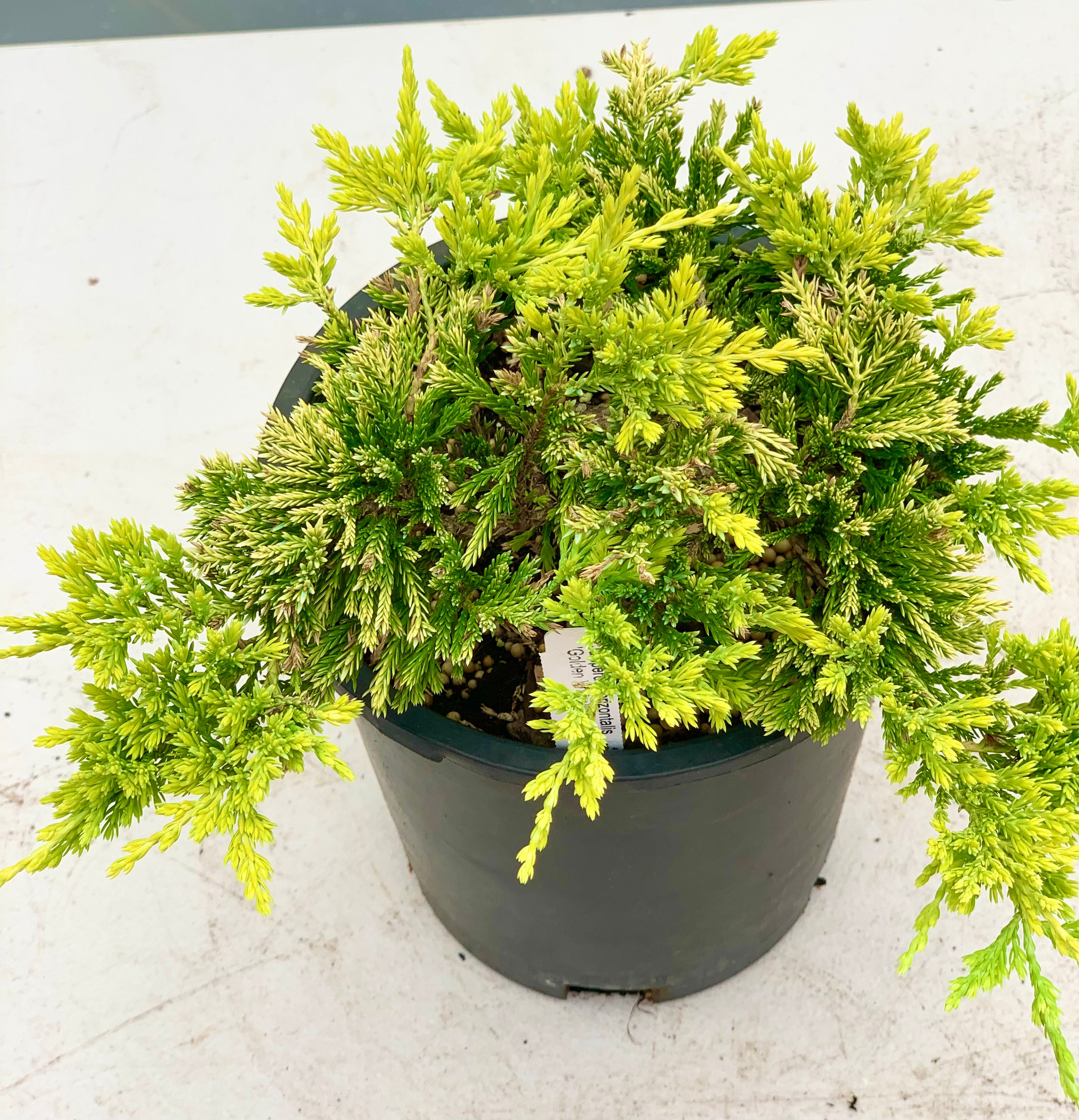 Juniperus Horizontalis 'golden Wiltonii' golden Wiltonii Creeping