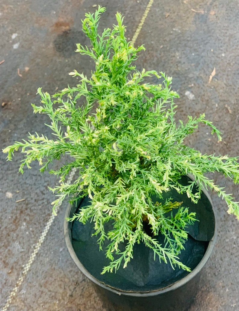 Cryptomeria japonica 'Knaptonensis' White Dwarf Japanese Cedar image 2