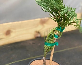 Sequoiadendron giganteum 'Bultinck Yellow' (Bultinck Yellow Giant Redwood)