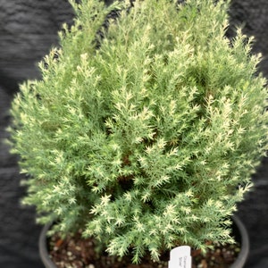 Chamaecyparis lawsoniana 'Barry's Silver' Barry's Silver Lawson Cypress image 1