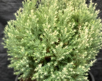 Chamaecyparis lawsoniana 'Barry's Silver' (Barry's Silver Lawson Cypress)