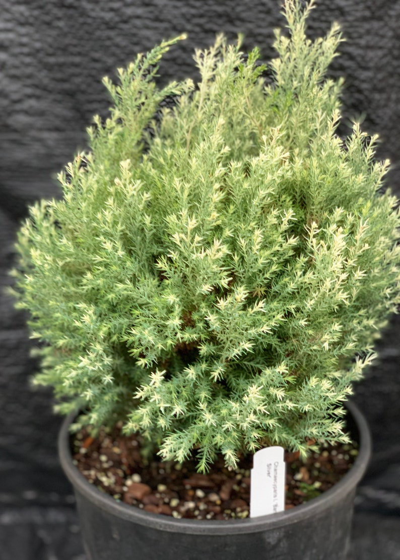 Chamaecyparis lawsoniana 'Barry's Silver' Barry's Silver Lawson Cypress image 1