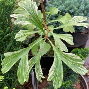 Ginkgo biloba 'Snow Cloud' Snow Cloud Maidenhair Tree 2-year old grafts image 1