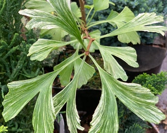 Ginkgo biloba 'Snow Cloud' (Snow Cloud Maidenhair Tree) 2-year old grafts