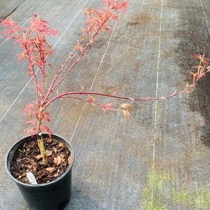 Acer palmatum 'Scarlet Princess' Scarlet Princess Japanese Maple image 2