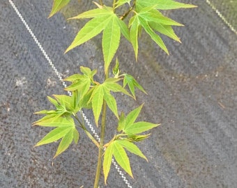 Acer oliverianum 'Hot Blonde' (Hot Blonde Oliver Maple)