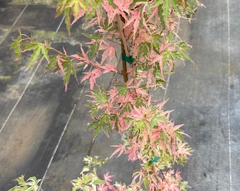 Acer palmatum 'Taylor' (Taylor Japanese Maple)1 Rare!
