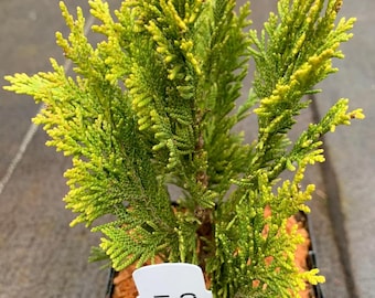 Chamaecyparis lawsoniana 'Minima Aurea' (Minima Aurea Port Orford Cedar)