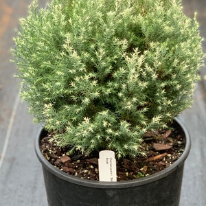 Chamaecyparis lawsoniana 'Barry's Silver' Barry's Silver Lawson Cypress image 5