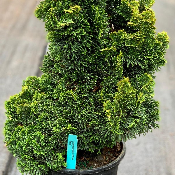 Chamaecyparis obtusa 'Bess' (Bess Hinoki Cypress) Rare!