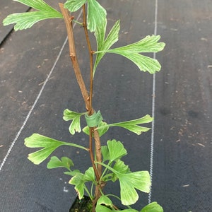 Ginkgo biloba 'Snow Cloud' Snow Cloud Maidenhair Tree 2-year old grafts image 2