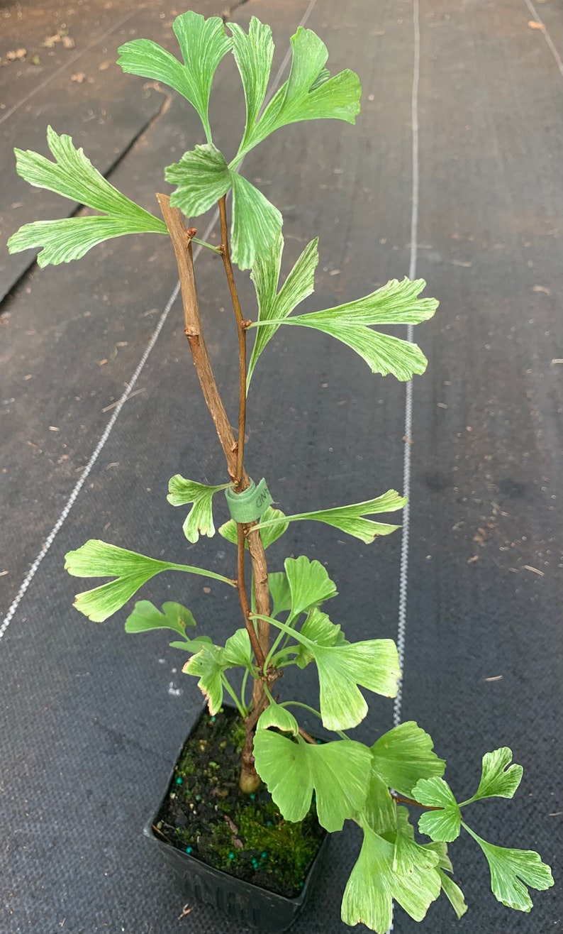 Ginkgo biloba 'Snow Cloud' Snow Cloud Maidenhair Tree 2-year old grafts image 2