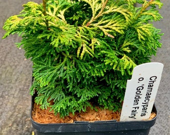 Chamaecyparis obtusa 'Golden Fairy' (Golden Fairy Hinoki Cypress)