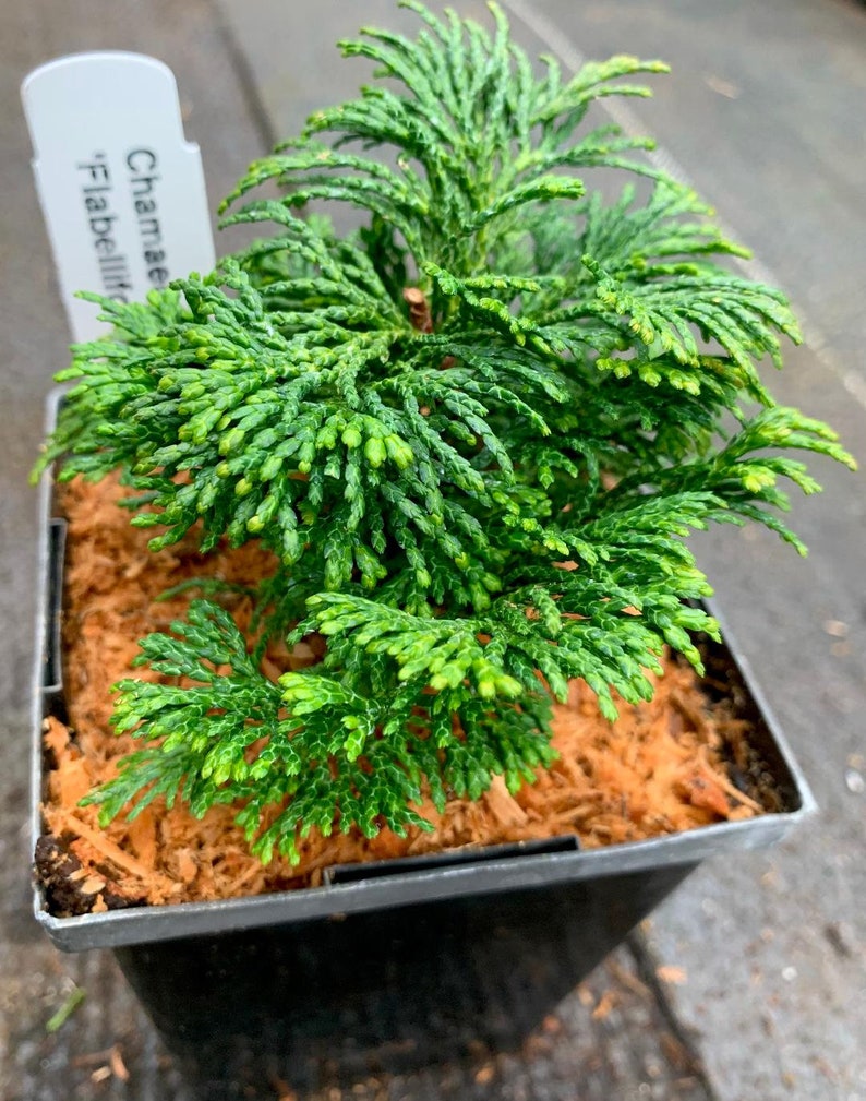 Chamaecyparis obtusa 'Flabelliformis' Flabelliformis Hinoki Cypress image 3