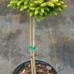 Picea orientalis 'Tom Thumb Gold' On 18 Standards Lollipop style image 2
