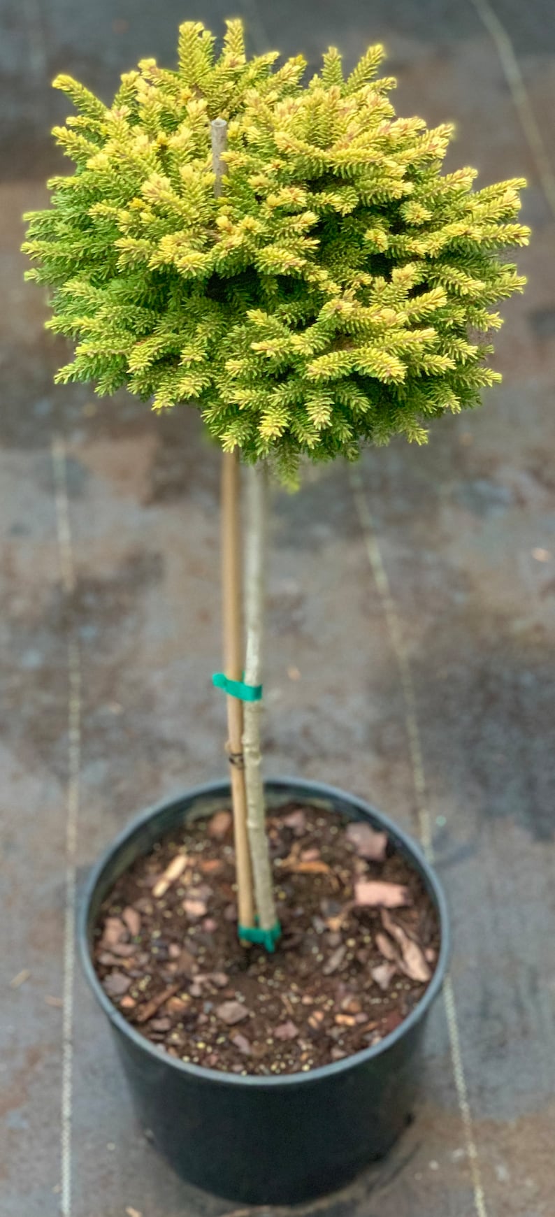 Picea orientalis 'Tom Thumb Gold' On 18 Standards Lollipop style image 2