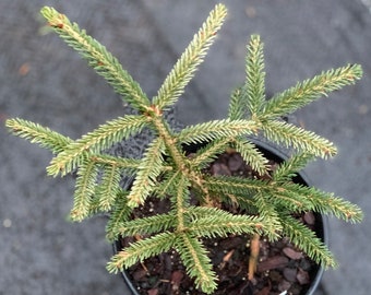 Picea orientalis 'Sulphur Flush' (aka Picea orientalis 'Silver Seedling')