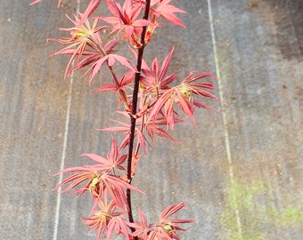 Acer palmatum 'Alpine Sunrise' (Alpine Sunrise Japanese maple)