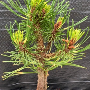 Pinus mugo 'Sunshine' Sunshine Mugo Pine afbeelding 1