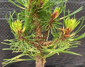 Pinus mugo 'Sunshine' (Sunshine Mugo Pine)