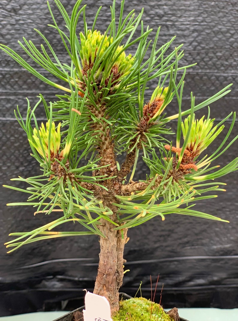 Pinus mugo 'Sunshine' Sunshine Mugo Pine afbeelding 1