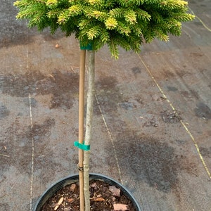 Picea orientalis 'Tom Thumb Gold' On 18 Standards Lollipop style image 4