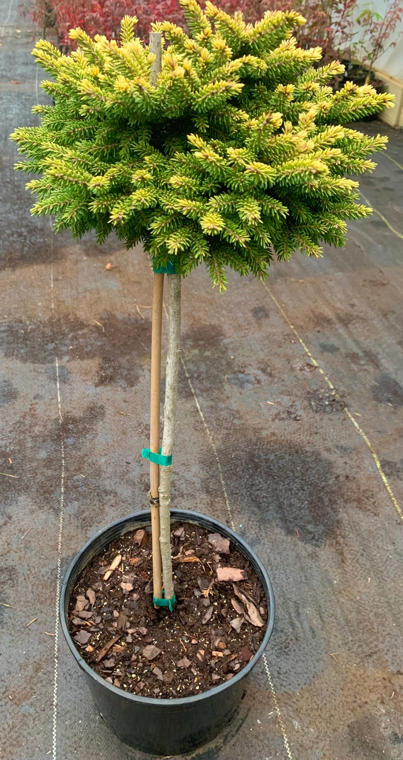 Picea orientalis 'Tom Thumb Gold' On 18 Standards Lollipop style image 4