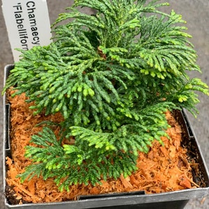 Chamaecyparis obtusa 'Flabelliformis' Flabelliformis Hinoki Cypress image 1