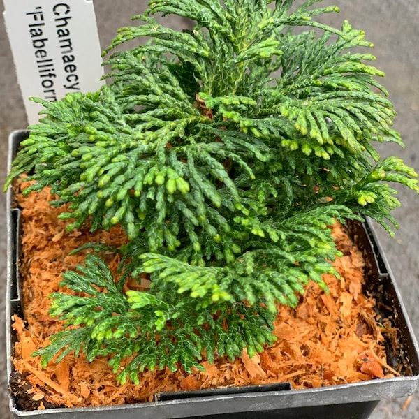 Chamaecyparis obtusa 'Flabelliformis' (Flabelliformis Hinoki Cypress)