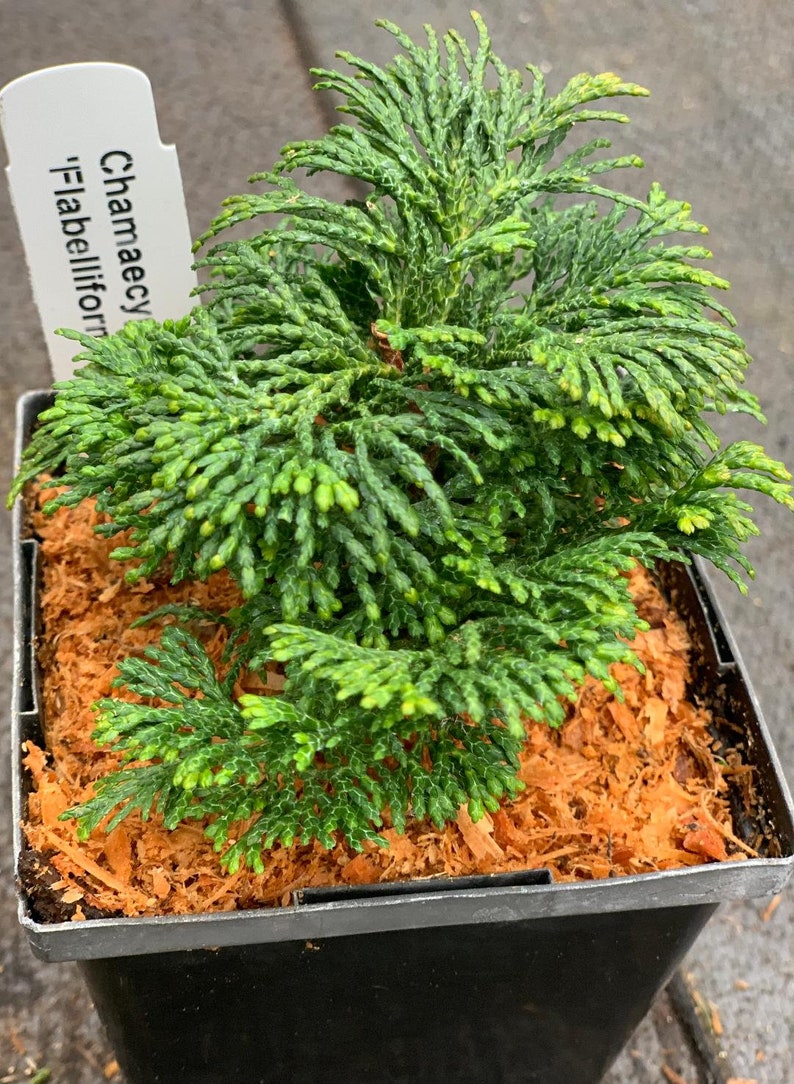 Chamaecyparis obtusa 'Flabelliformis' Flabelliformis Hinoki Cypress image 1