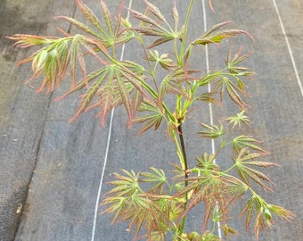 Acer shirasawanum 'Bronze Age' (Bronze Age Full Moon Maple)