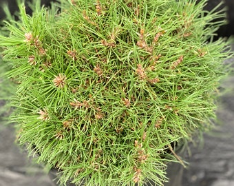 Pinus uncinata 'Krauskopf' (Krauskopf Mountain Pine)