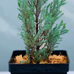 Chamaecyparis lawsoniana 'Blue Surprise' (Blue Surprise Lawson Cypress)