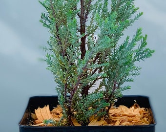 Chamaecyparis lawsoniana 'Blue Surprise' (Blue Surprise Lawson Cypress)