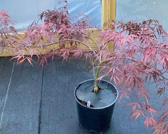 Acer palmatum 'Red Dragon' (Red Dragon Japanese Maple)