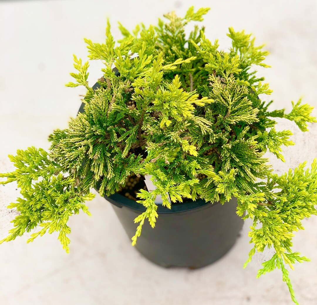 Juniperus Horizontalis 'golden Wiltonii' golden Wiltonii Creeping